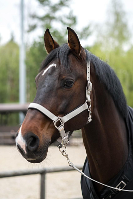 Стропа биотан 15мм черная (оптовая цена от 50 м -95 р)