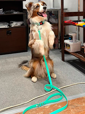 Стропа биотан 10мм черная (оптовая цена от 50 м -90 р)